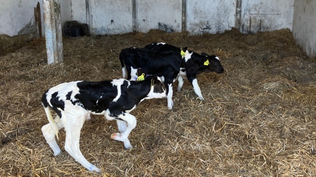 Krowie trojaczki przyszły na świat w Gospodarstwie Rolnym pani Katarzyny Marzec w Wiejkowie w gminie Wolin. Mamą jest krowa o imieniu Aga. Była to jej 7 ciąża.