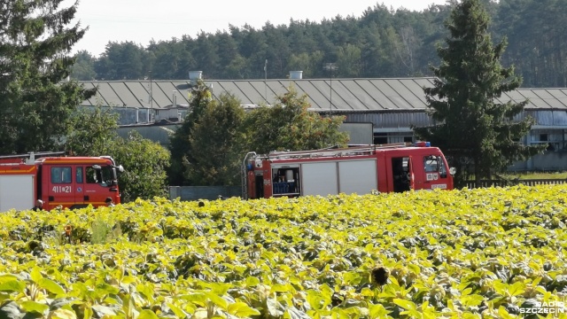 Pięć tysięcy sztuk trzody chlewnej spłonęło w pożarze w miejscowości Kołki w powiecie choszczeńskim.