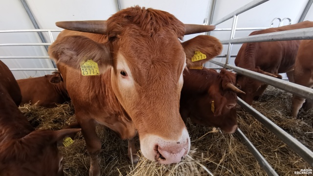 Pokazy bydła w Barzkowicach [ZDJĘCIA]