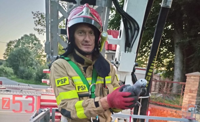 Gaszą pożary, pomagają przy wypadkach, ale jak trzeba ratują zwierzęta. Tym razem strażacy z Białogardu ruszyli na ratunek papudze.