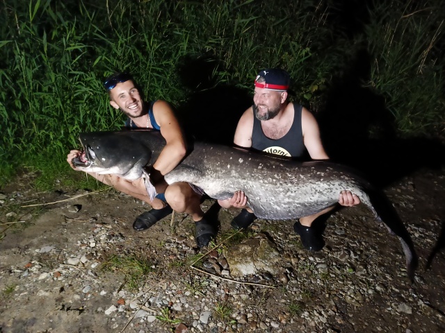 Miał 232 centymetry długości i ważył ponad 70 kilogramów. Tomasz Kościelny z Zielina koło Mieszkowic złapał gigantycznego suma w Odrze. Jak mówi walka z wielką rybą trwała aż do zmroku.