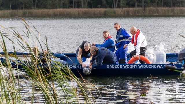 Do jeziora Trzemeszno w gminie Gryfino trafiły młode węgorze - to kolejna akcja Wód Polskich, które od dłuższego czasu prowadzą intensywne zarybiania zachodniopomorskich jezior.