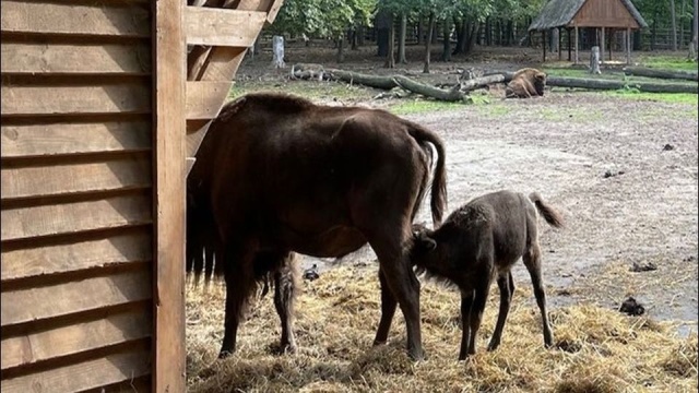 Urodził się latem, pora by nadać mu imię - chodzi o małego żubra, który urodził się w Wolińskim Parku Narodowym. To syn Polanina II i Pozowy.