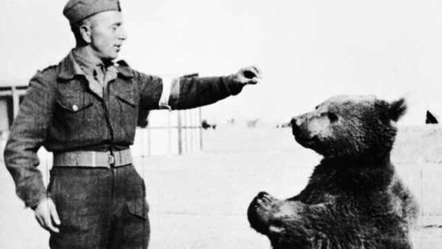 Niedźwiedź zwany Wojtkiem - to tytuł animowanego filmu o misiu - żołnierzu, którego podczas II wojny przygarnęli polscy żołnierze. Dziś brytyjska premiera.