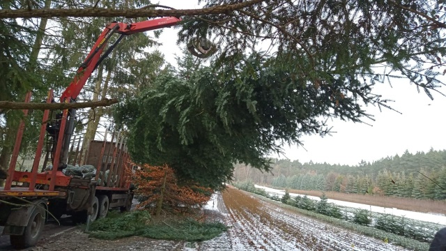 Jodła z Nadleśnictwa Trzebież będzie główną świąteczną dekoracją na dziedzińcu Zamku Książąt Pomorskich w Szczecinie. 12-metrowe drzewko zostało już ścięte i dostarczone.