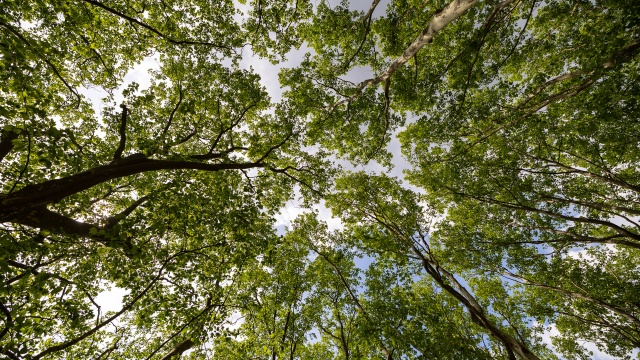 Leszczyny, brzozy, graby, lipy, kasztanowce, klony i platany - w sumie ponad 300 nowych drzew zostanie w najbliższych tygodniach posadzonych na terenie całego Szczecina.