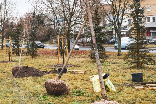 Platan klonolistny, świerk serbski, sosna czarna czy grujecznik japoński - takie drzewa sadzone są przy Jeziorku Słonecznym w Szczecinie.