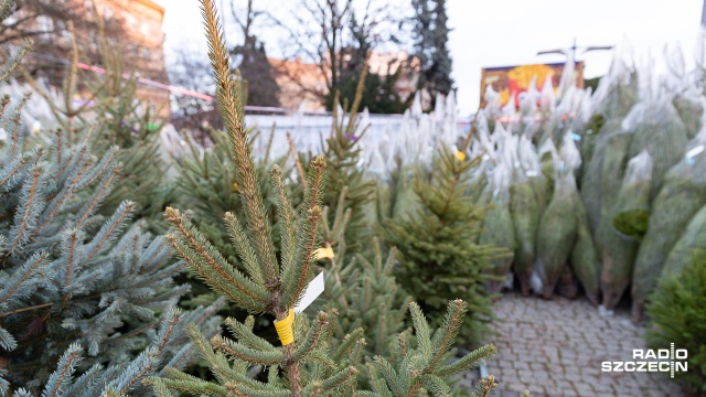 Punkty sprzedaży choinek przeżywają w ten weekend oblężenie.