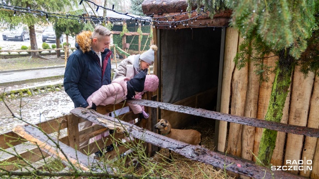 Egzotyczne kangury, lamy, świnki wietnamskie, strusie i wiele innych zwierząt zagościło w jedynej w Szczecinie żywej szopce, którą można oglądać przy parafii Niepokalanego Poczęcia Najświętszej Maryi Panny w dzielnicy Żydowce przy ulicy Srebrnej.