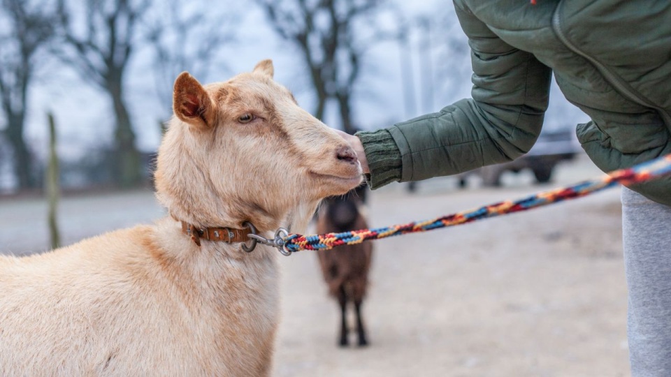 Fot. Gmina Goleniów