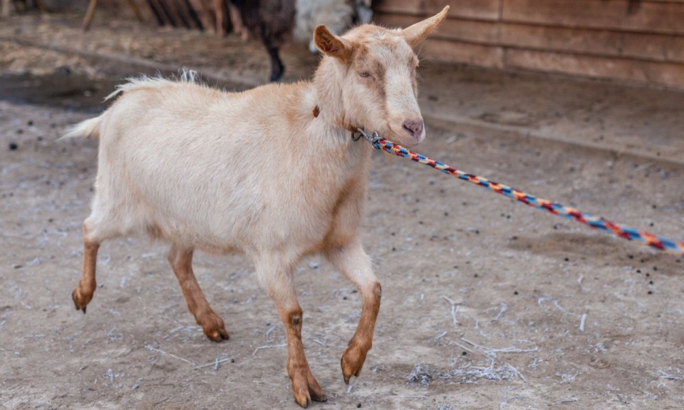Fot. Gmina Goleniów
