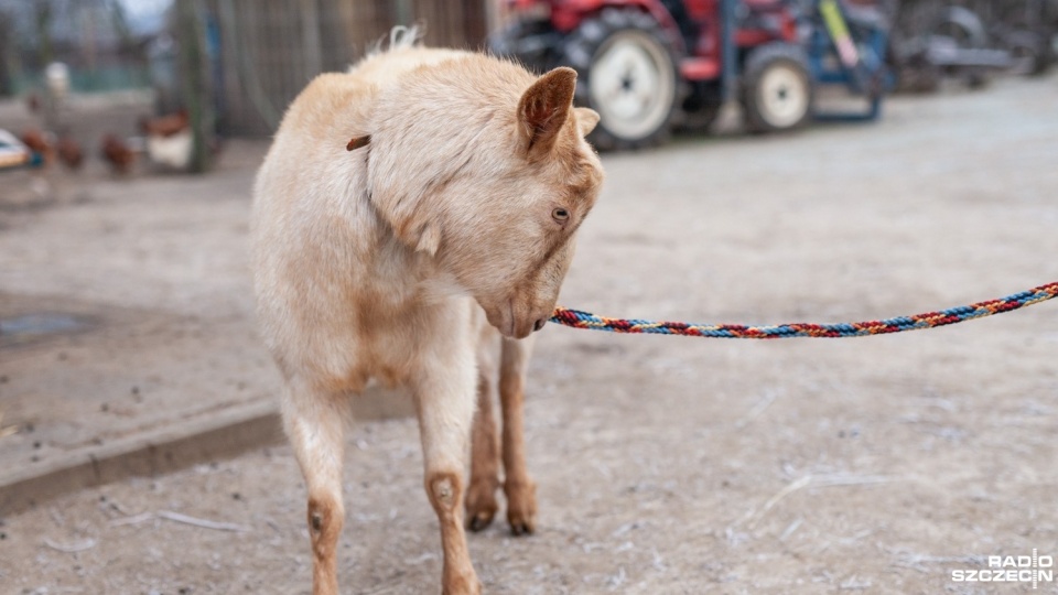 Fot. Marcin Kokolus [Radio Szczecin]