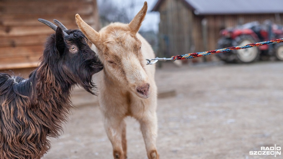 Fot. Marcin Kokolus [Radio Szczecin]