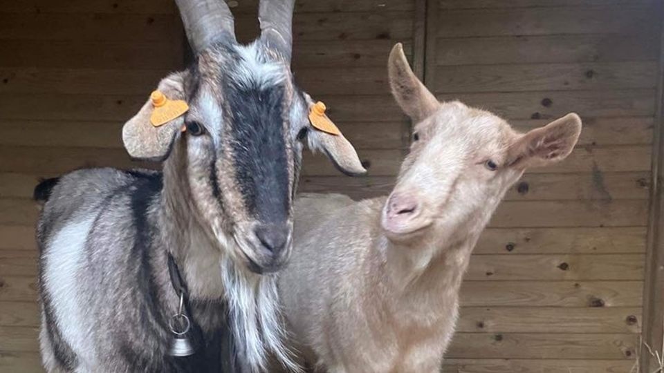 Nadzieja już od pierwszego dnia pobytu w nowym miejscu zaprzyjaźniła się z kozłem Julianem. źródło: https://www.facebook.com/gm.goleniow/