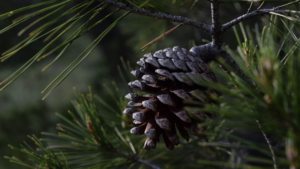 Tegoroczne sadzienie "lasów pełnych energii" w Krzypnicy niedaleko Gryfina odbędzie się w przyszły wtorek 18 kwietnia. źródło: https://pixabay.com/7587392/Ayline_/CC0 - domena publiczna