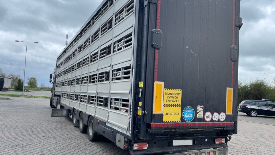 Trzoda chlewna była przewożona z Danii do Polski. Zwierzęta stały w wodzie. źródło: https://www.gov.pl/web/witd-szczecin