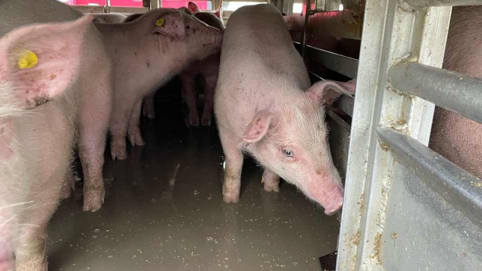 Trzoda chlewna była przewożona z Danii do Polski. Zwierzęta stały w wodzie. źródło: https://www.gov.pl/web/witd-szczecin