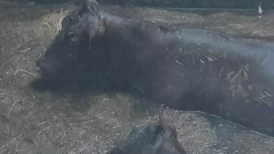 Na miejscu pracowali strażacy z OSP w Dolicach i Kolina. źródło: https://www.facebook.com/OSPDOLICE