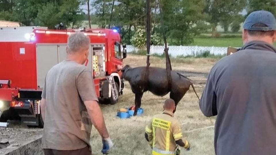 Na miejscu pracowali strażacy z OSP w Dolicach i Kolina. źródło: https://www.facebook.com/OSPDOLICE