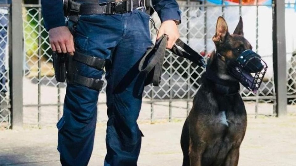 Walter to owczarek belgijski, który służy w stargardzkiej policji od dwóch lat. źródło: https://stargard.policja.gov.pl/zst/dzialania-policji/aktualno/55733,Walter-policyjny-pies-sluzbowy-odnalazl-skradzione-mienie-tuz-po-przestepstwie.html