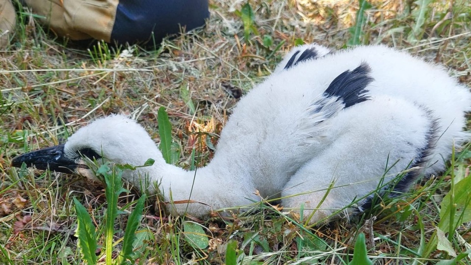 Sytuacja prowadzi do powolnego procesu wymierania populacji bocianów w Polsce. Fot. OSP Parsęcko