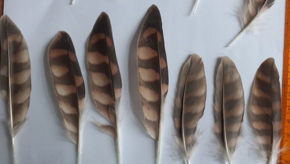 źródło: https://www.zachodniopomorskie.kas.gov.pl/izba-administracji-skarbowej-w-szczecinie/