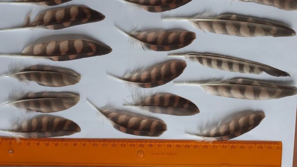 źródło: https://www.zachodniopomorskie.kas.gov.pl/izba-administracji-skarbowej-w-szczecinie/