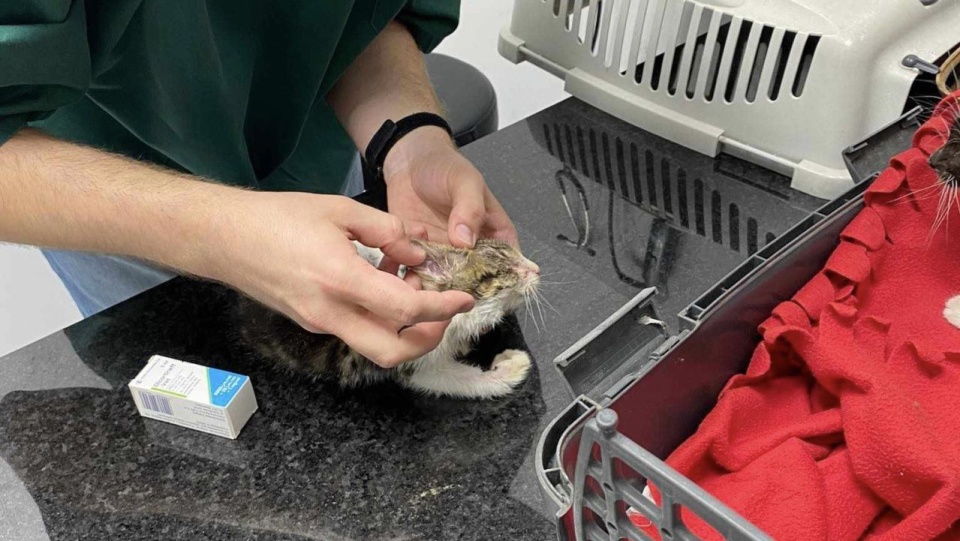Fot. Facebook / OTOZ Animals Inspektorat w Barlinku