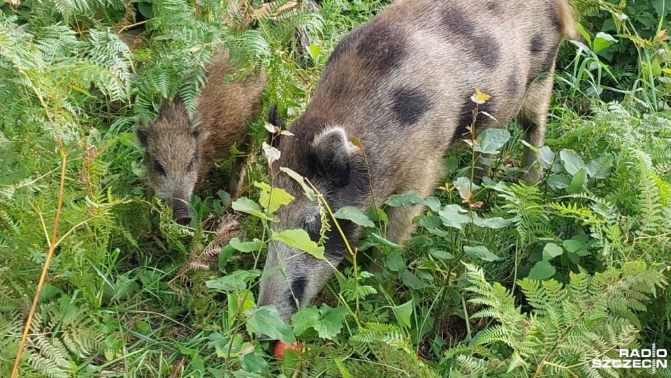 Fot. Joanna Maraszek [Radio Szczecin]
