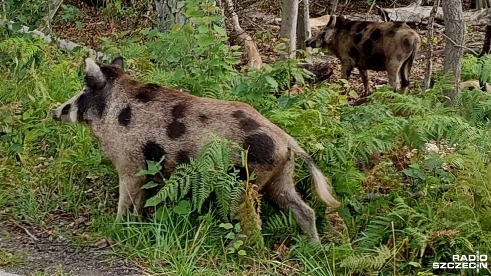 Fot. Joanna Maraszek [Radio Szczecin]
