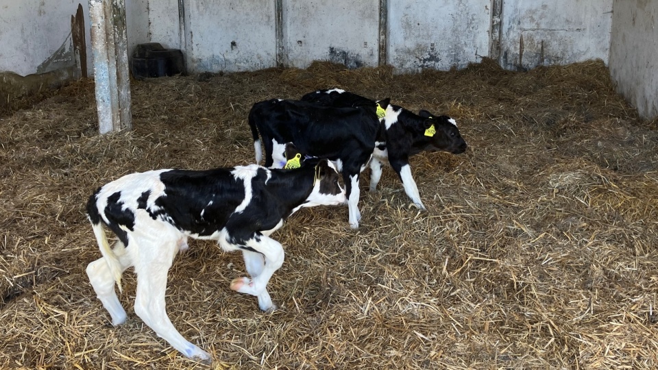 Fot. Piotr Tolko [Radio Szczecin]