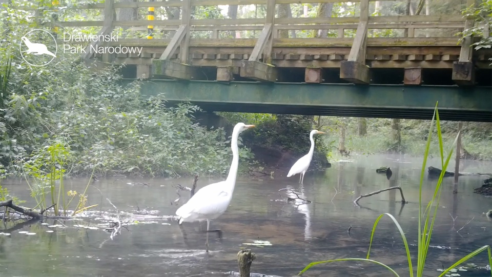 Fot. Prinscreen FB Drawieński Park Narodowy