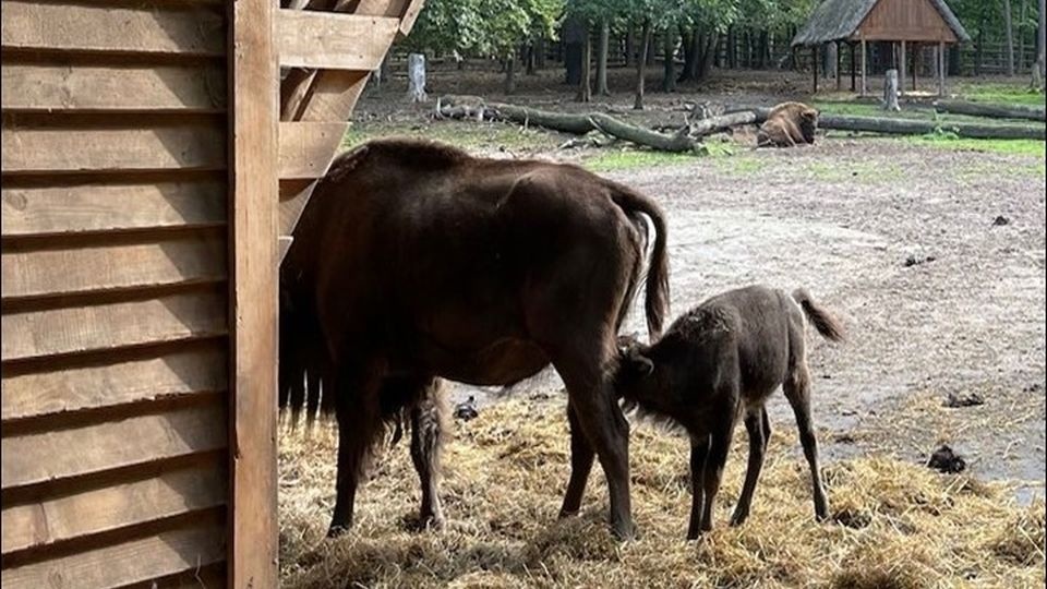 Uczestnik, którego propozycja imienia zostanie wybrana otrzyma tytuł "Ojca chrzestnego" lub "Matki chrzestnej" żubrzątka. źródło: https://www.facebook.com/WolinskiParkNarodowyMiedzyzdroje