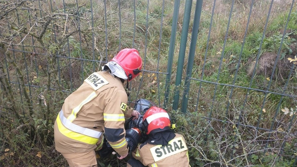 Zwierzę było przestraszone i opadało z sił. źródło: Zakładowa Straż Pożarna Grupy Azoty Police - https://www.facebook.com/profile.php?id=100091158652012