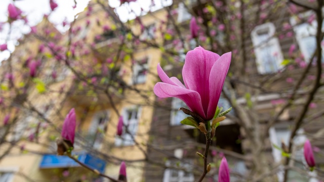 Fot. Robert Stachnik [Radio Szczecin] Szczecińskie magnolie zachwycają. "Kojarzą mi się z dzieciństwem" [WIDEO, ZDJĘCIA]