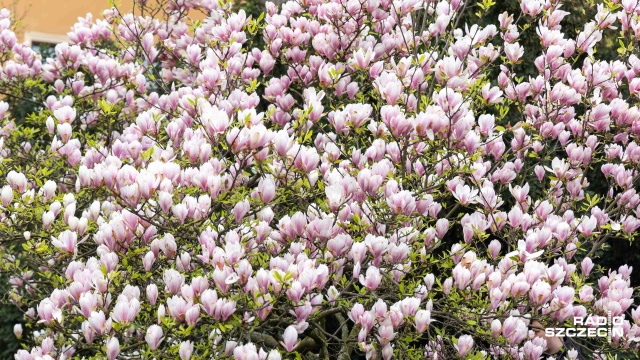 Fot. Robert Stachnik [Radio Szczecin] Mieszkańcy ruszyli szlakiem szczecińskich magnolii. "Są najpiękniejsze w Polsce" [WIDEO, ZDJĘCIA]