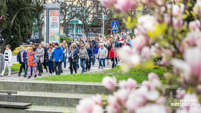 Fot. Robert Stachnik [Radio Szczecin] Mieszkańcy ruszyli szlakiem szczecińskich magnolii. "Są najpiękniejsze w Polsce" [WIDEO, ZDJĘCIA]