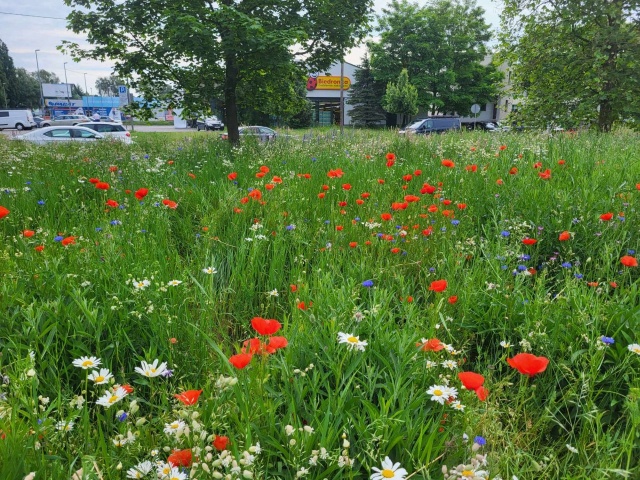 Ulica Derdowskiego. Fot. UM Szczecin Kwietne łąki w Szczecinie. Powstaje kolejna [ZDJĘCIA]