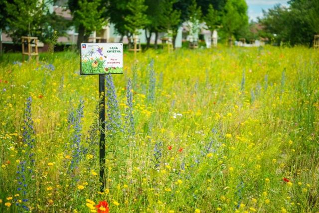 Psie Pole. Fot. UM Szczecin Kwietne łąki w Szczecinie. Powstaje kolejna [ZDJĘCIA]