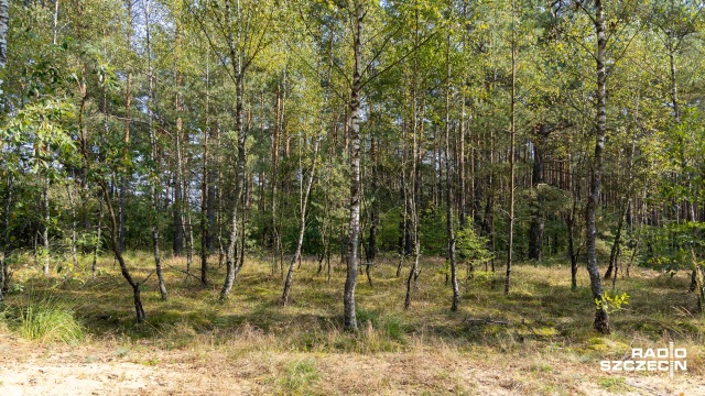 Fot. Robert Stachnik [Radio Szczecin] Grzybiarze ruszyli na poszukiwania, więc straż leśna zwiększa patrole [WIDEO, ZDJĘCIA]