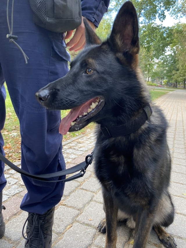 Fot. lobez.policja.gov.pl Kali pomaga w patrolach łobeskim policjantom