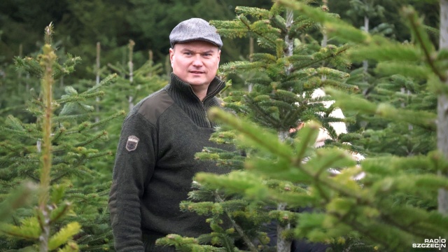 Fot. Przemysław Polanin [Radio Szczecin] Jaką choinkę kupić? Plantator: "polecam przyjechać z żoną" [ZDJĘCIA]