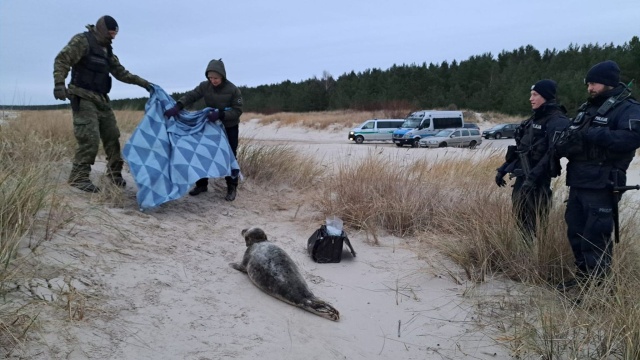Uratowali fokę zaplątaną w sieć. W interwencję w Świnoujściu zaangażowana była Straż Graniczna, Policja i Błękitny Patrol WWF.