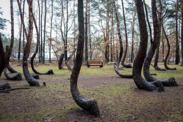 Strefa wypoczynkowo - edukacyjna powstała na terenie Krzywego Lasu w Nowym Czarnowie koło Gryfina. To finalny efekt projektu rewitalizacji powierzchniowego pomnika przyrody.