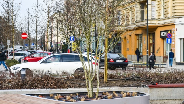 Na niedawno wyremontowanej szczecińskiej alei pojawiły się nowe rośliny. To te, których nie udało się zasadzić w ubiegłym roku z powodu niskich temperatur.