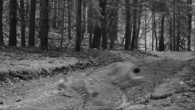 Fotopułapka w Drawieńskim Parku Narodowym sfilmowała Rysia bez obroży telemetrycznej. Oznacza to, że zwierze urodziło się na wolności.