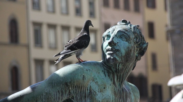 Bruksela walczy z rosnącą liczbą gołębi i sięga po antykoncepcję. Kolejne gminy belgijskiej stolicy się na to decydują, bo ptaki są coraz bardziej uciążliwe.