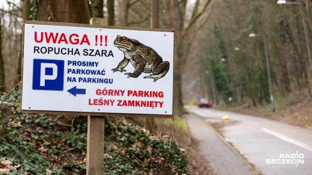 Rozpoczął się okres godowy ropuchy szarej, czyli bufo bufo. Najwięcej tych płazów można spotkać nad jeziorem Szmaragdowym w Szczecinie, gdzie wędrują w stronę akwenu, aby złożyć jaja.