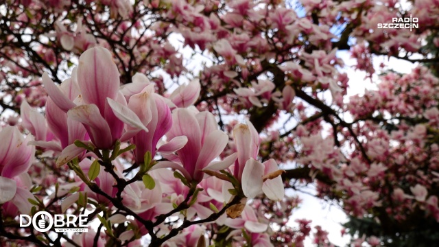 Szczecińskie magnolie zachwycają. Kojarzą mi się z dzieciństwem [WIDEO, ZDJĘCIA]