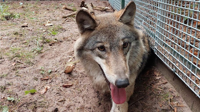 Największy w Polsce wybieg dla wilków powstał w Zagrodzie Żubrów Wolińskiego Parku Narodowego.